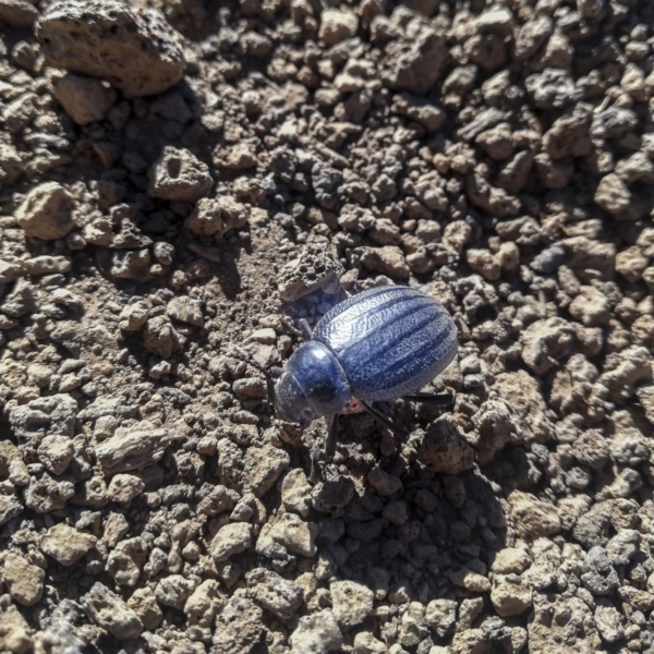 Teide Nationalpark – Bild 13