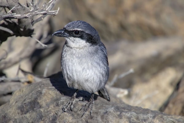 Teide Nationalpark