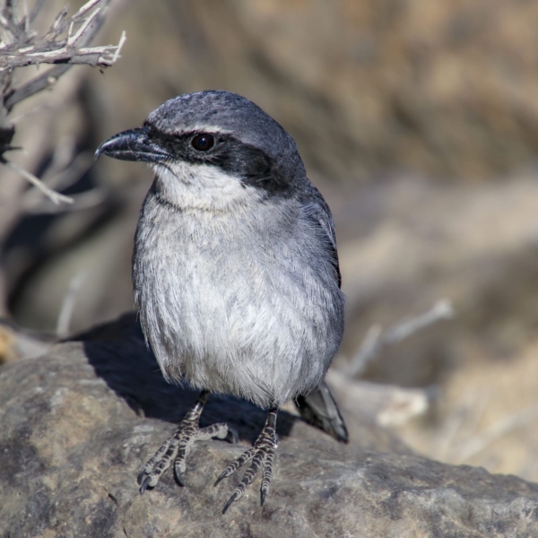 Teide Nationalpark – Bild 15