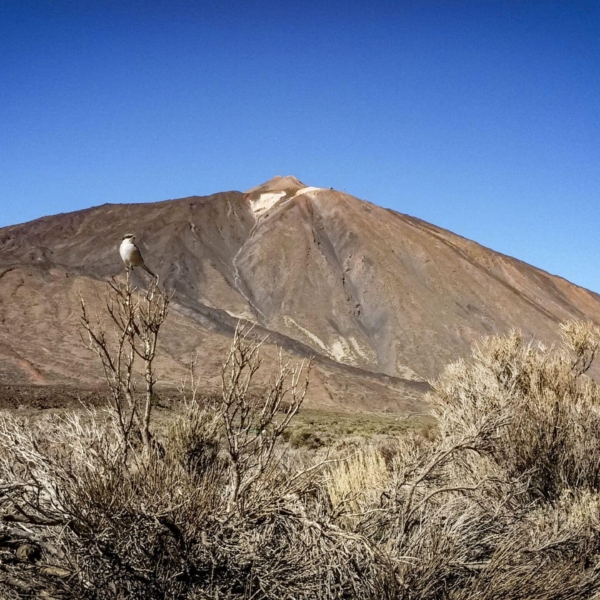 Teide Nationalpark – Bild 17
