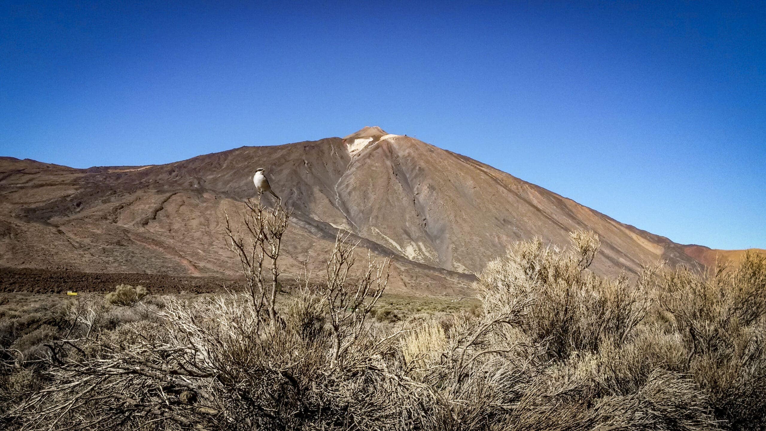 Teide Nationalpark 17 Teide Nationalpark – Bild 17
