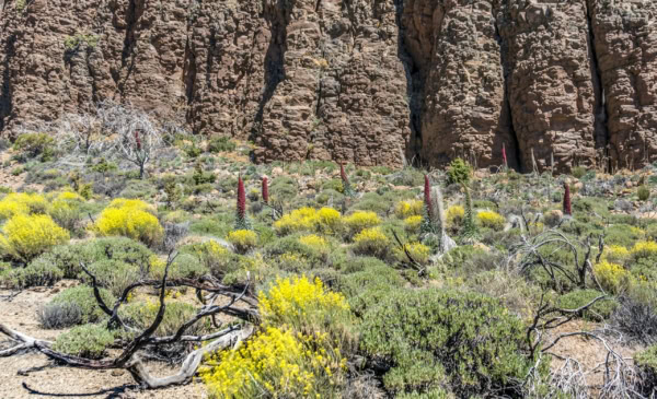 Teide Nationalpark
