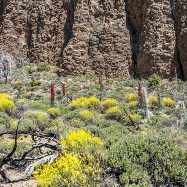 Teide Nationalpark – Bild 18