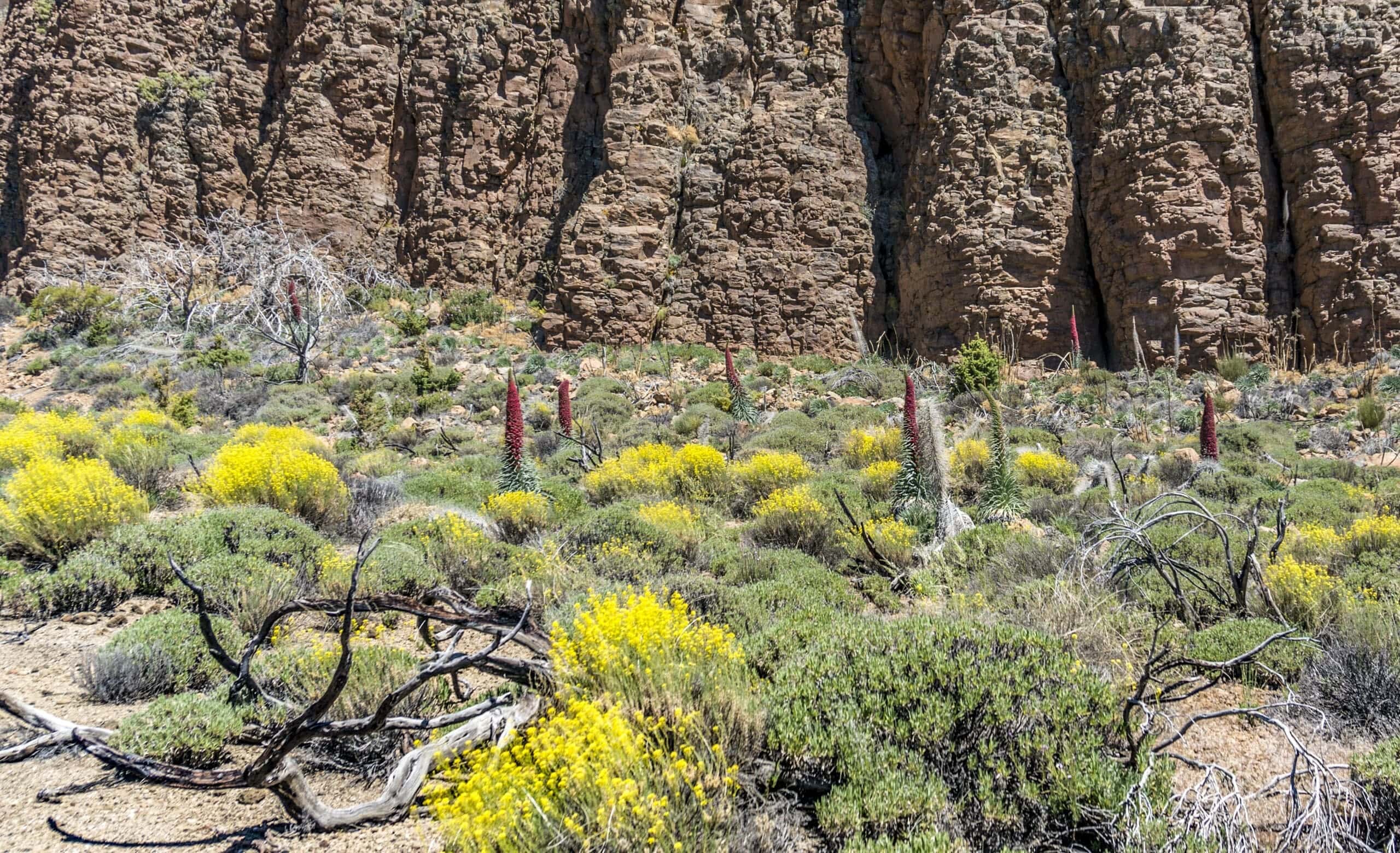 Teide Nationalpark 18 Teide Nationalpark – Bild 18