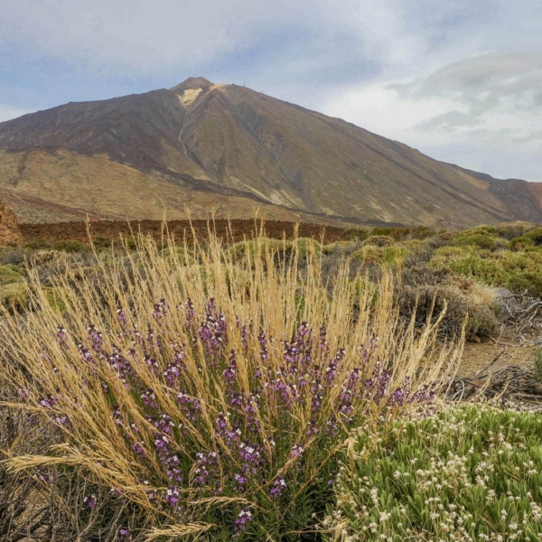 Teide Nationalpark – Bild 20