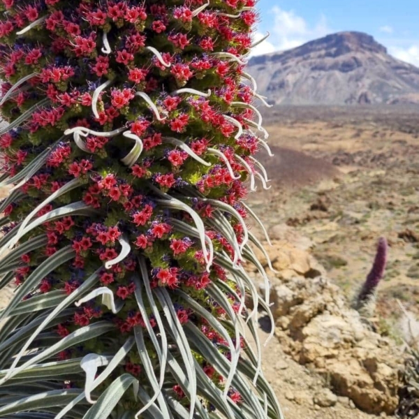 Teide Nationalpark – Bild 25