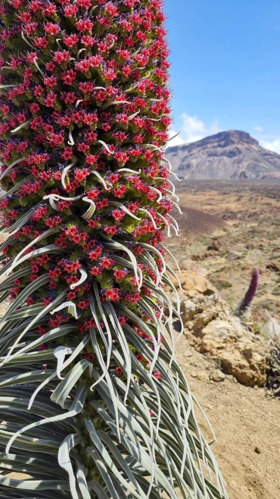 Teide Nationalpark 25 Teide Nationalpark – Bild 25