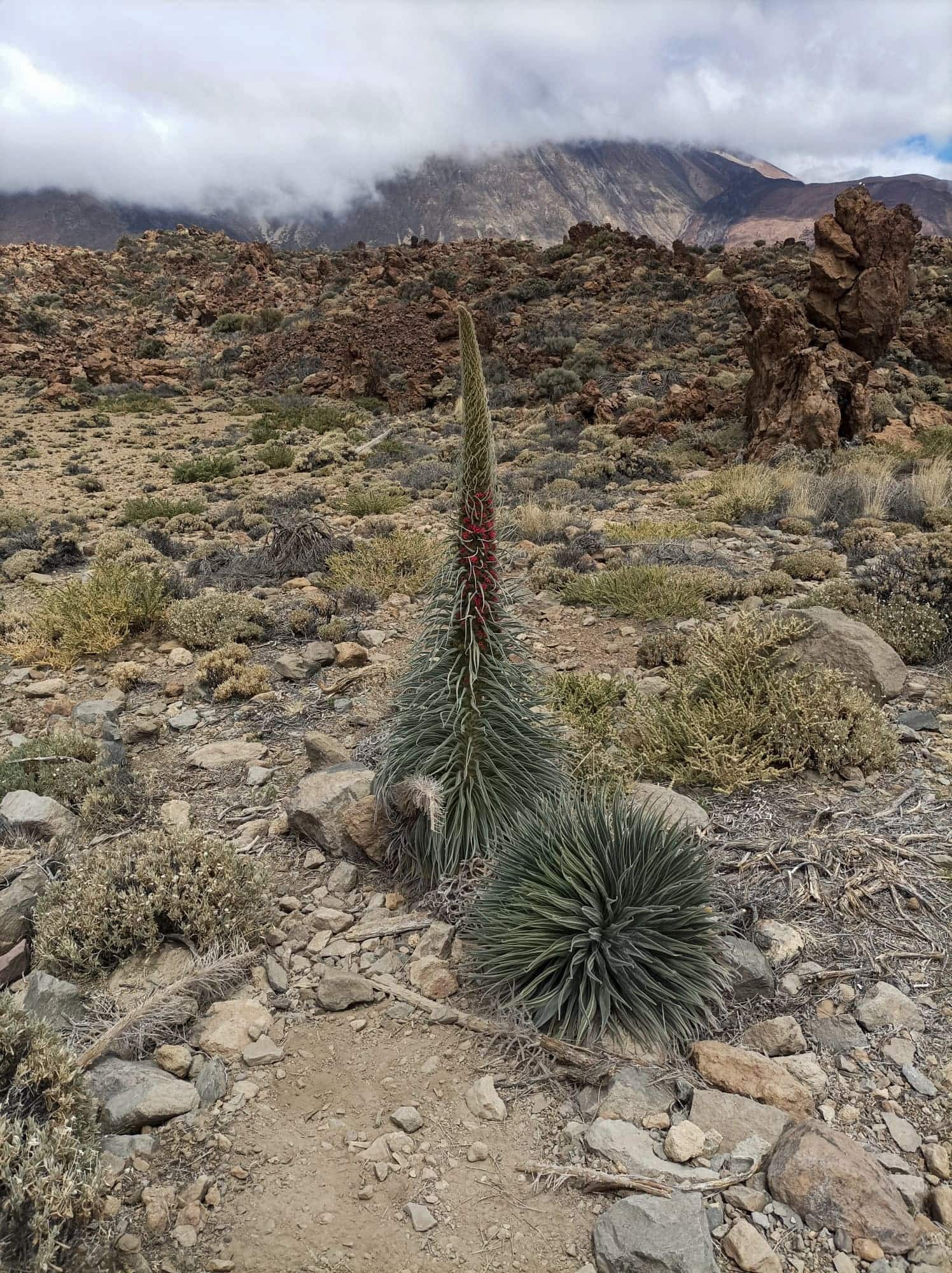 Teide Nationalpark 26 Teide Nationalpark – Bild 26
