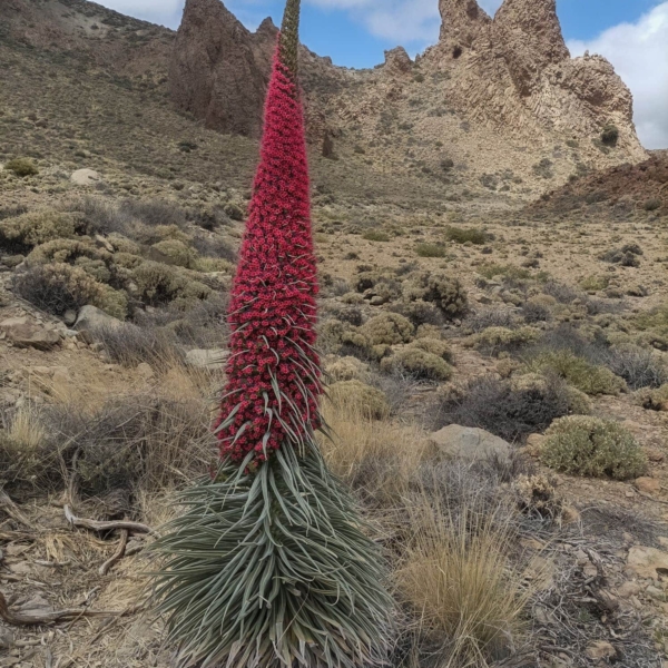 Teide Nationalpark – Bild 27