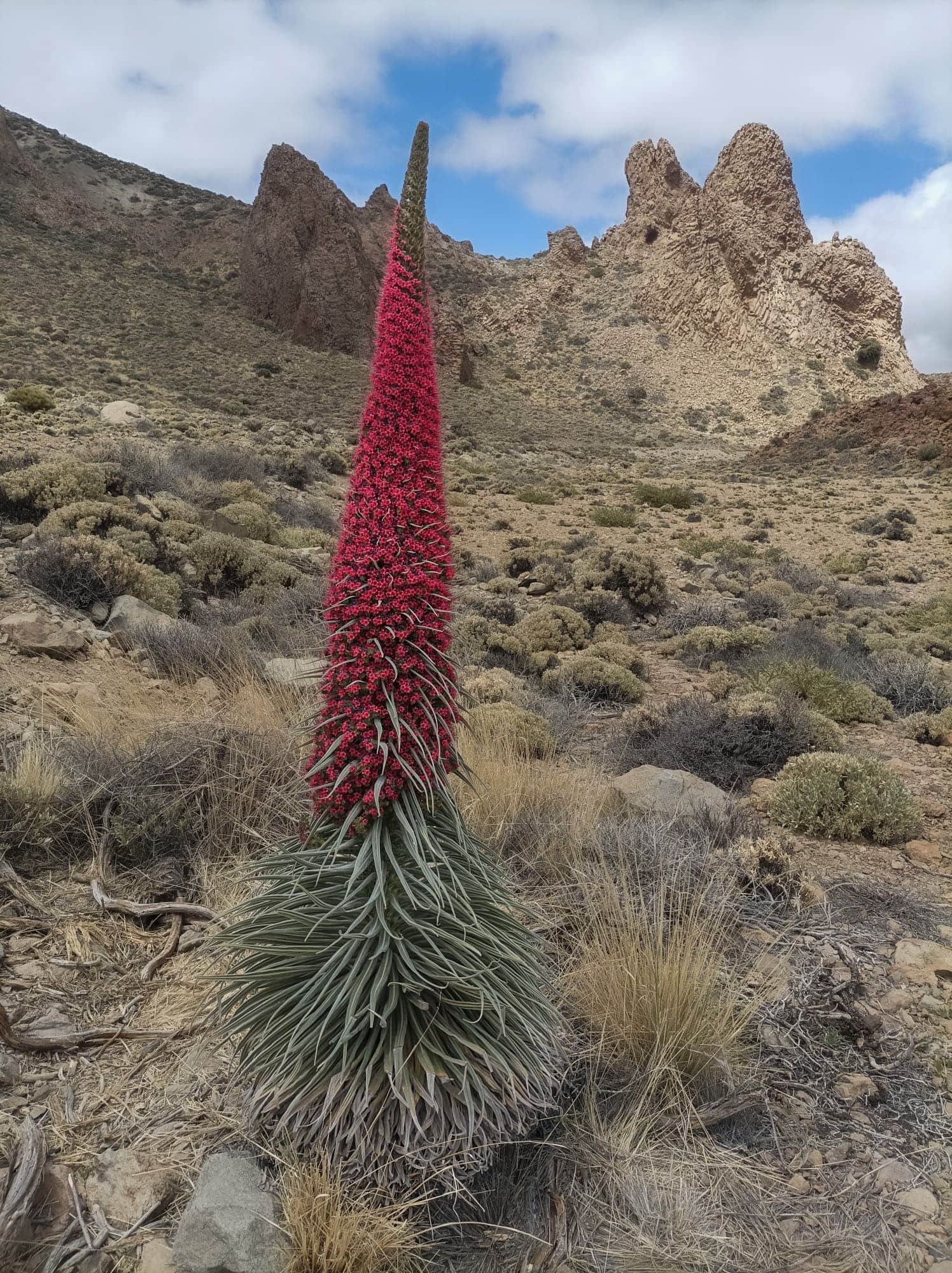 Teide Nationalpark 27 Teide Nationalpark – Bild 27