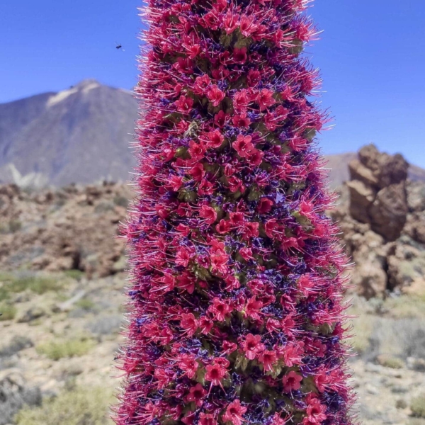 Teide Nationalpark – Bild 31