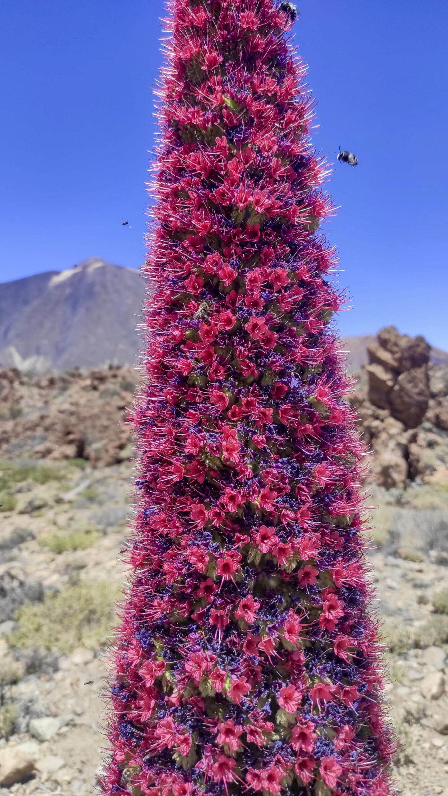 Teide Nationalpark 31 Teide Nationalpark – Bild 31