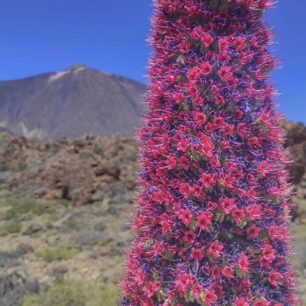 Teide Nationalpark – Bild 32
