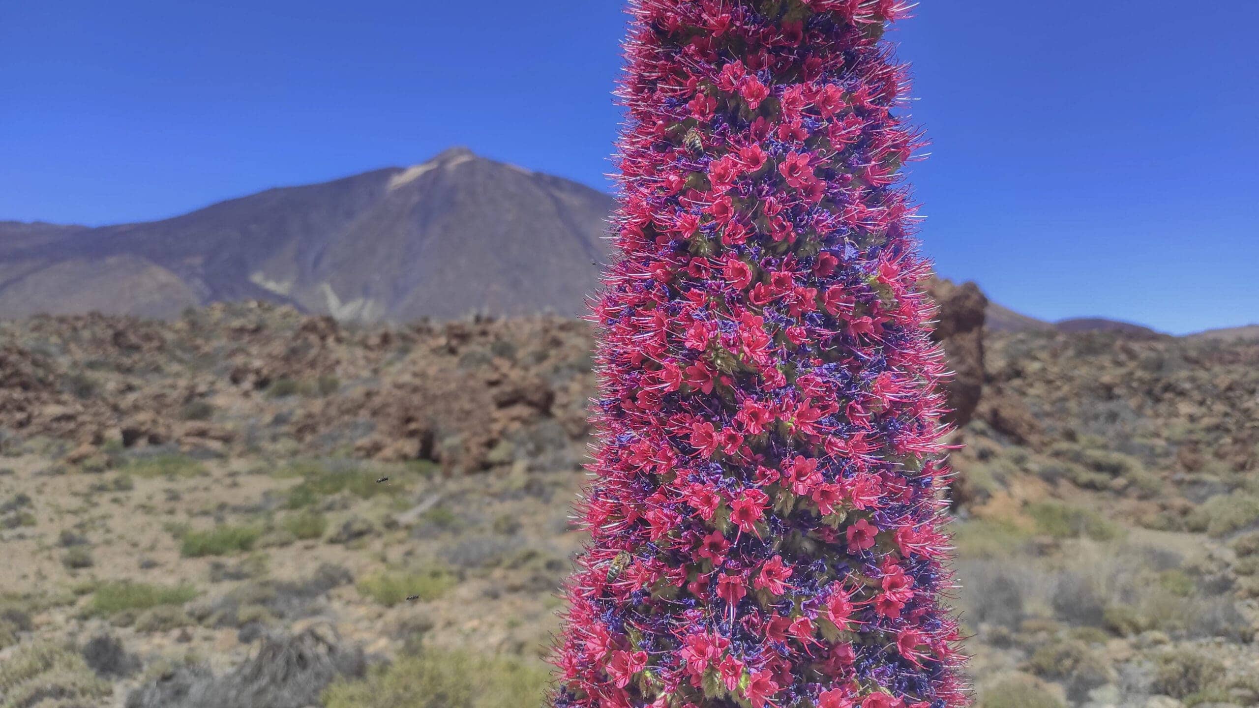 Teide Nationalpark 32 Teide Nationalpark – Bild 32