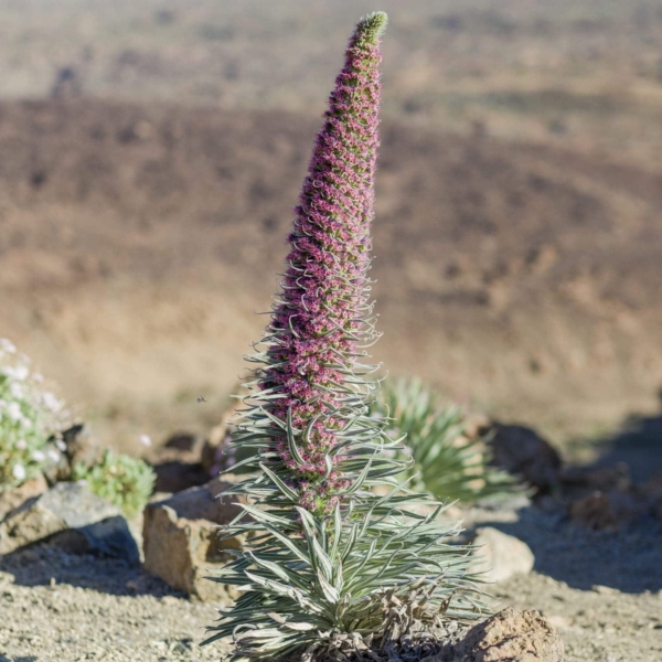 Teide Nationalpark – Bild 33