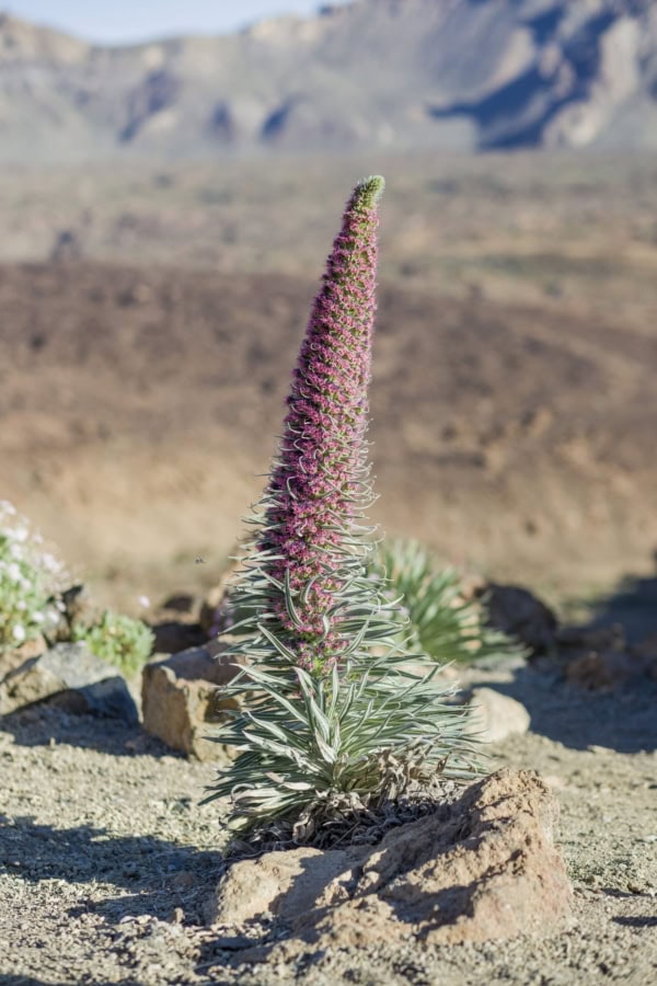 Teide Nationalpark