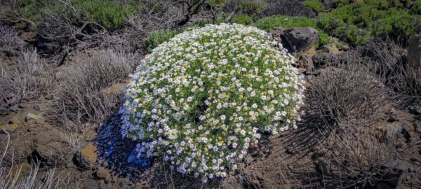 Teide Nationalpark