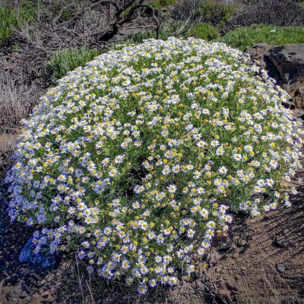 Teide Nationalpark – Bild 7
