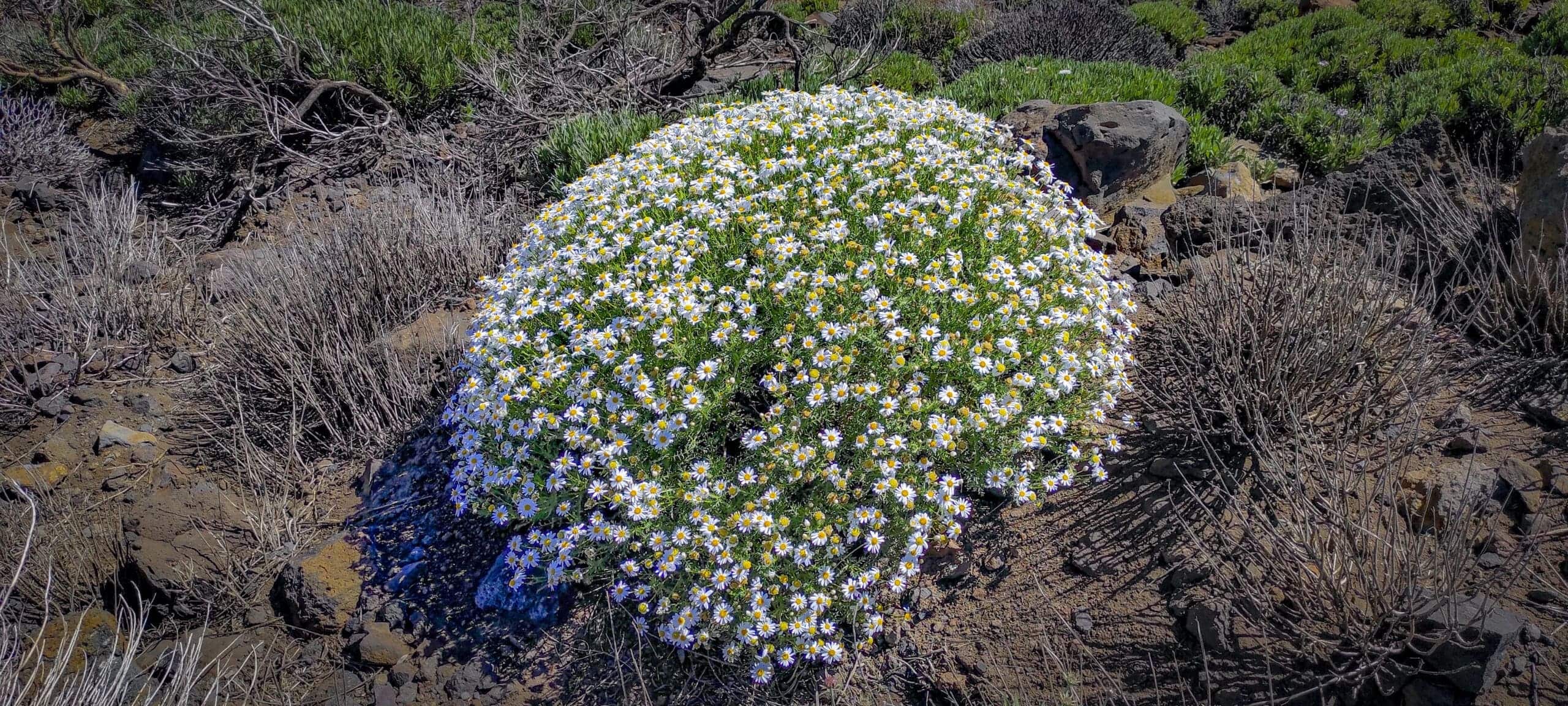Teide Nationalpark 7 Teide Nationalpark – Bild 7