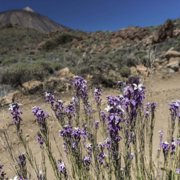 Teide Nationalpark – Bild 9
