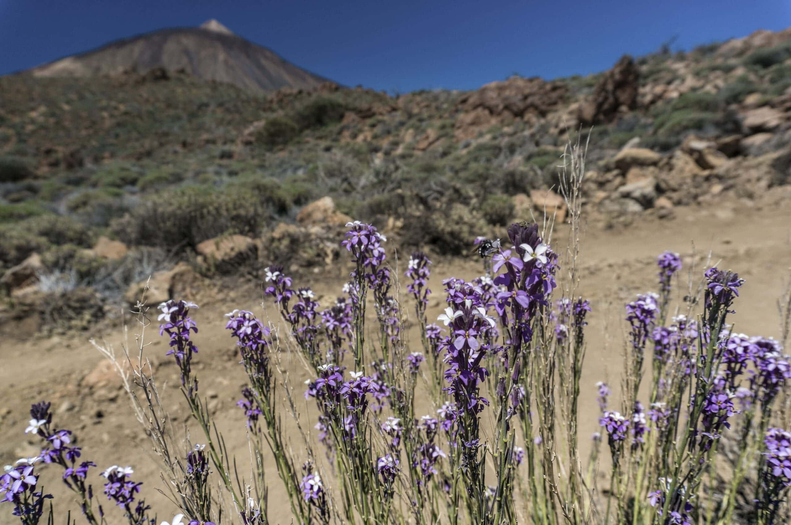 Teide Nationalpark 9 Teide Nationalpark – Bild 9