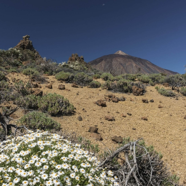 Teide Nationalpark – Bild 10