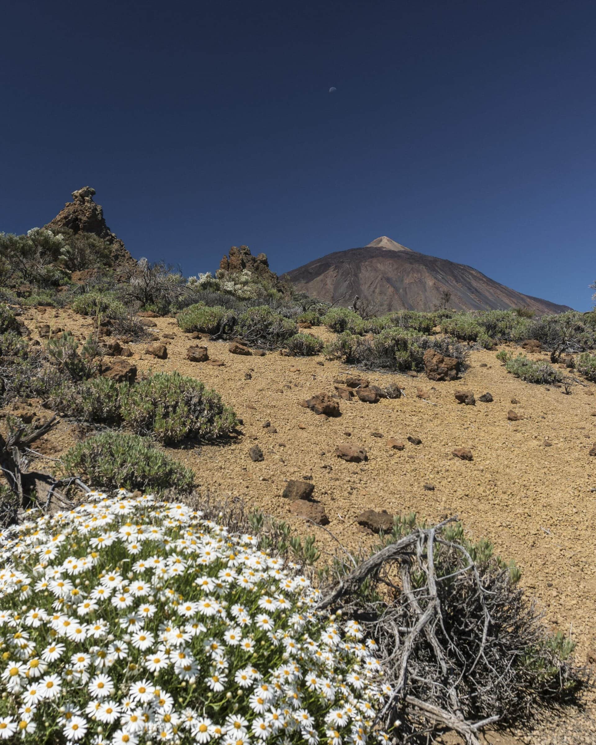 Teide Nationalpark 10 Teide Nationalpark – Bild 10