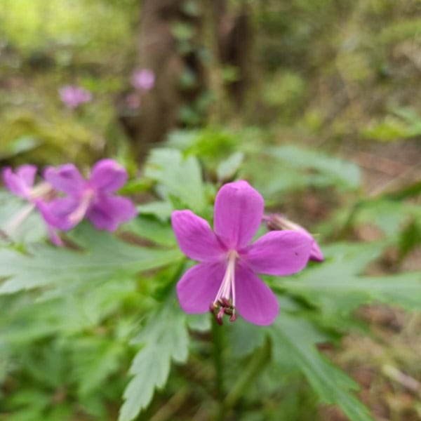 Wunderschönes Orotavatal – Bild 4