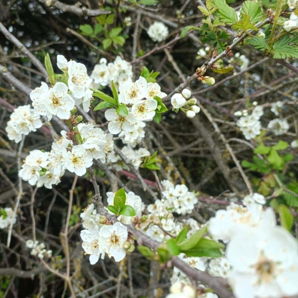 Wunderschönes Orotavatal – Bild 6