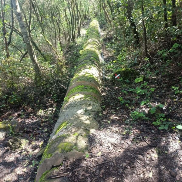 Wunderschönes Orotavatal – Bild 9
